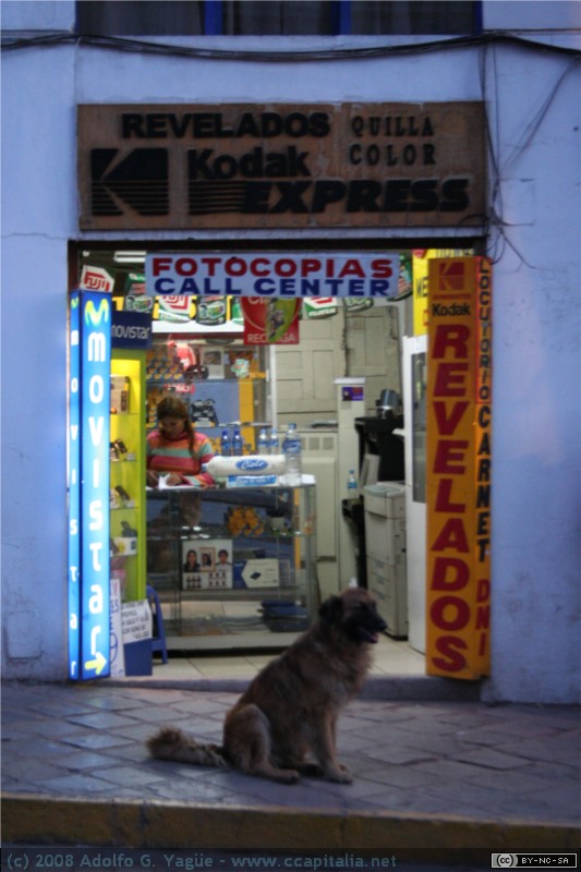 Sr. Perro espera mientras terminan de revelar sus fotos
