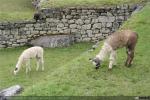 Fauna y Flora (1)