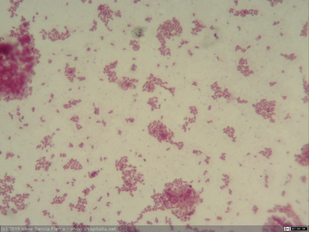 Bacteria bacilo de la disentería. Unicelular