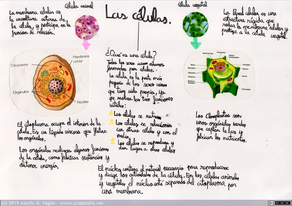 Las Células - Irene García Fierro