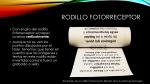 8 - Rodillo fotorreceptor