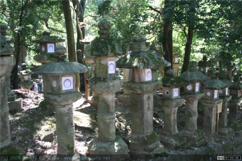 Bosque de Kasugayama (4)