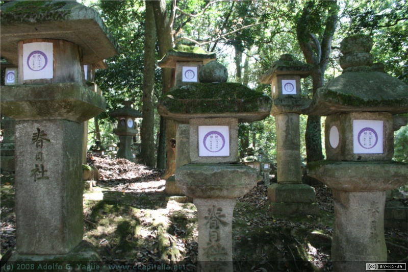 Bosque de Kasugayama (5)