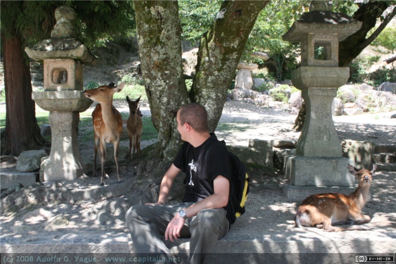 Miyajima, isla sagrada (1)