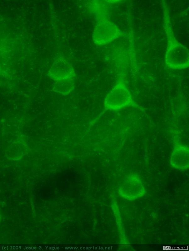 15 julio aro 33 mod nikon capt
