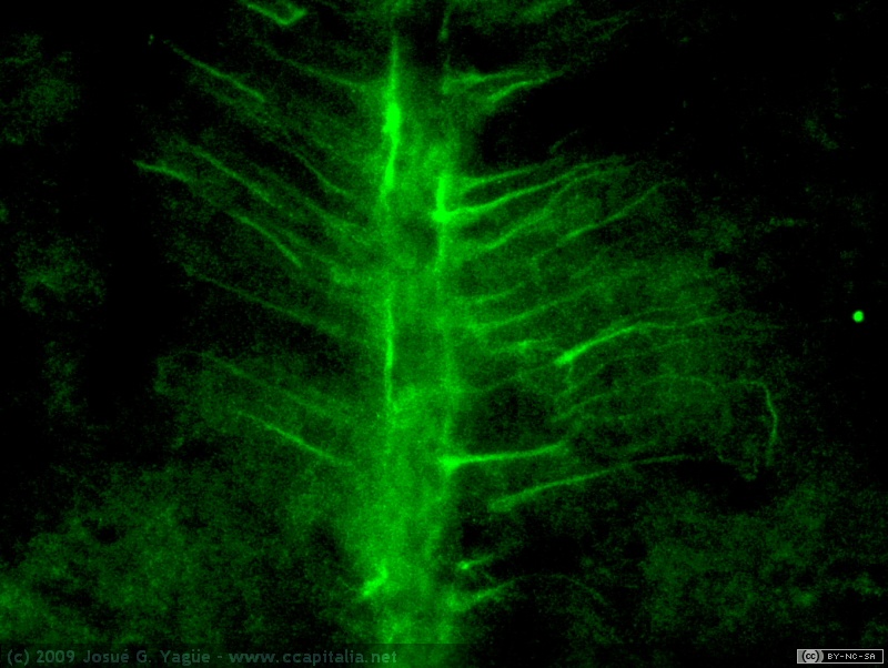 Mo 12 tanicitos hipota acris 40x